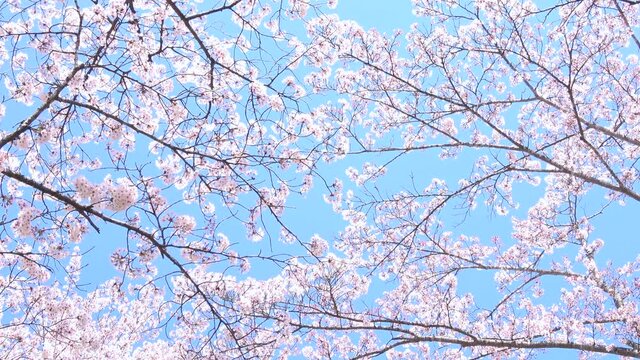 満開の桜と青空 4K  広島県安芸高田市土師ダムのどごえ公園  