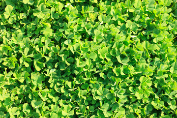 クローバーの若葉