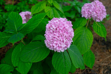 Fototapeta premium Purple hydrangea flower in the yard close up