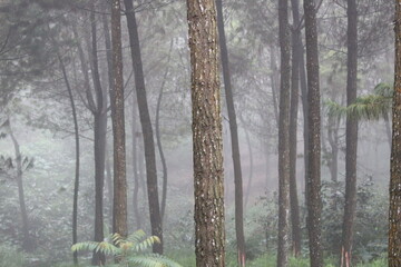Obraz premium Pine forests in the Tengger Mountains Semeru Bromo Indonesia
