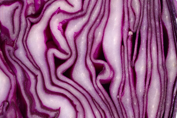 Obraz premium Abstract natural background.Beautiful slice of red cabbage. Natural textured purple background.