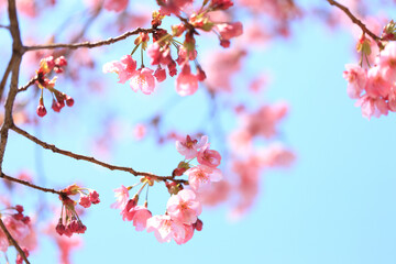 ヨウコウザクラ