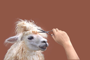 hand hold steel scissor cutting alpaca hair for hair do salon concoptual design