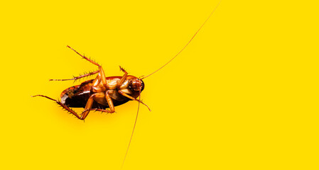 Template heading web banner - Cockroach isolated on yellow background, Flat lay with copy space