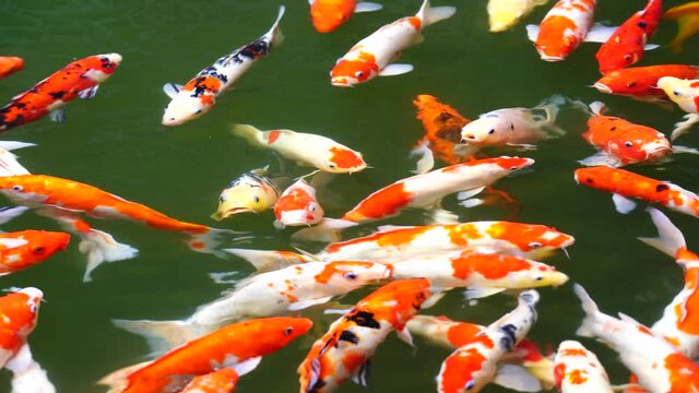 A group of Koi or jinli or nishikigoi or brocaded carp fish - the colored varieties of Amur carp or Cyprinus rubrofuscus, that are kept in outdoor koi ponds or water gardens in Danang, Vietnam