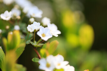 ユキヤナギの花