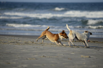 Dogs on the beach