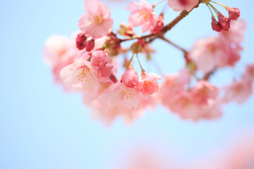 ヨウコウザクラ