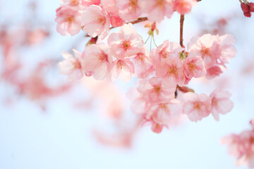 ヨウコウザクラ