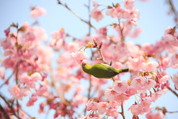 ヨウコウザクラとメジロ