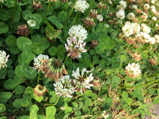 ミツバチとクローバー