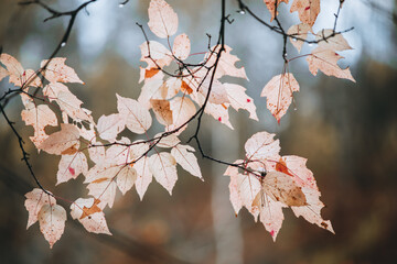 Wet branches and colorful leaves in the rainy autumn forest. Selective focus. Shallow depth of field.