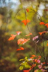 Wet branches and colorful leaves in the rainy autumn forest. Selective focus. Shallow depth of field.