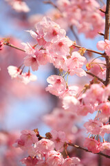 ヨウコウザクラ