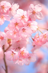 ヨウコウザクラ