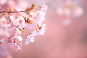 ヨウコウザクラ