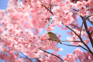 ヨウコウザクラとメジロ