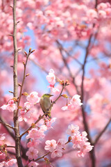 ヨウコウザクラとメジロ