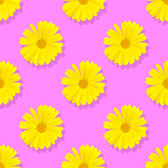 Seamless pattern Marigold flowers on a pink background. A flower of calendula isolated. Yellow flower of calendula