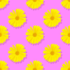 Seamless pattern Marigold flowers on a pink background. A flower of calendula isolated. Yellow flower of calendula