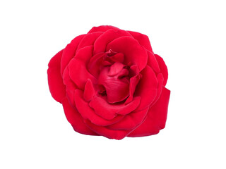 Red flower of rose isolated on a white background. Red rose.