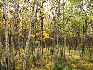 A beautiful autumn scene with birch trees covered in golden yellow leaves at Assiniboine Forest in...