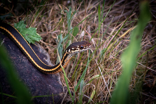 A garter snake in the grass