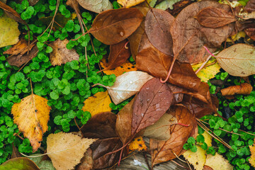Old faded leaves on the grass in autumn rainy day. Selective focus. Shallow depth of field.