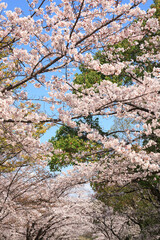 ソメイヨシノと青空