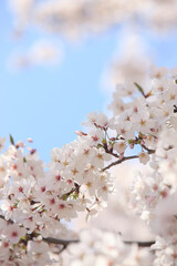 ソメイヨシノと青空