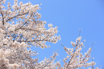 ソメイヨシノと青空