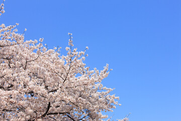 ソメイヨシノと青空