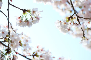 桜
