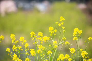菜の花