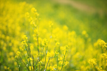 Obraz premium 菜の花