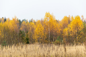 Fototapeta premium autumn landscape in the forest with yellow birch trees and green firs and pines in cloudy day