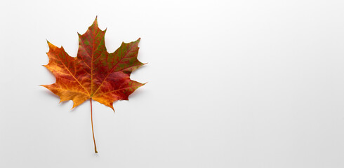 Autumn creative composition. Multicolored maple leaf isolated on white background. Season, minimal, autumn card, thanksgiving texture, fall background concept. Flat lay, top view, copy space..