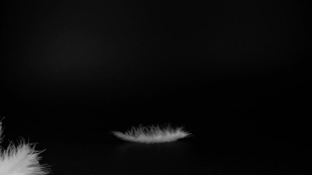 Slow motion of white fluffy feathers falling and flying over black background