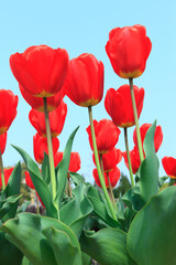 赤いチューリップ