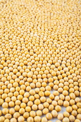 Full screen of golden soybeans
