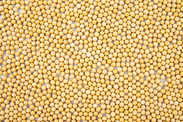 Full screen of golden soybeans