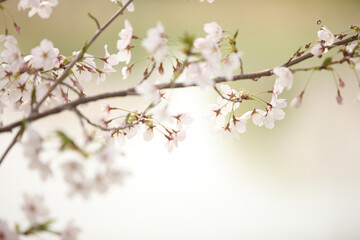 桜