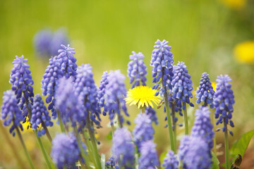 Obraz premium ムスカリとタンポポ