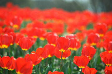 赤いチューリップ