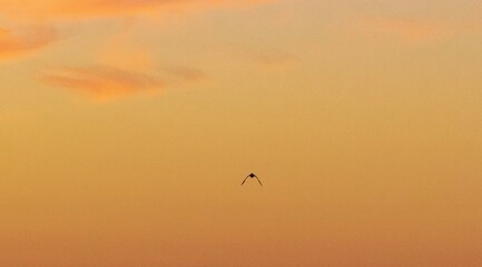 Silhouette of Bird in Flight