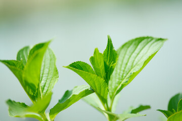 Obraz premium 新芽