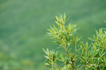 Needles shaped leaves on branch green tree