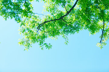 ケヤキの新緑と青空