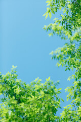 ケヤキの新緑と青空