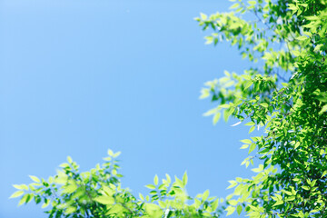ケヤキの新緑と青空